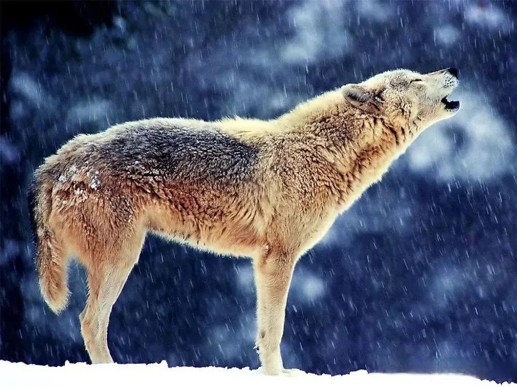 妙笔生花创作挑战 农村老话  第一句:狼怕托,狗怕摸;好男好女怕啰嗦