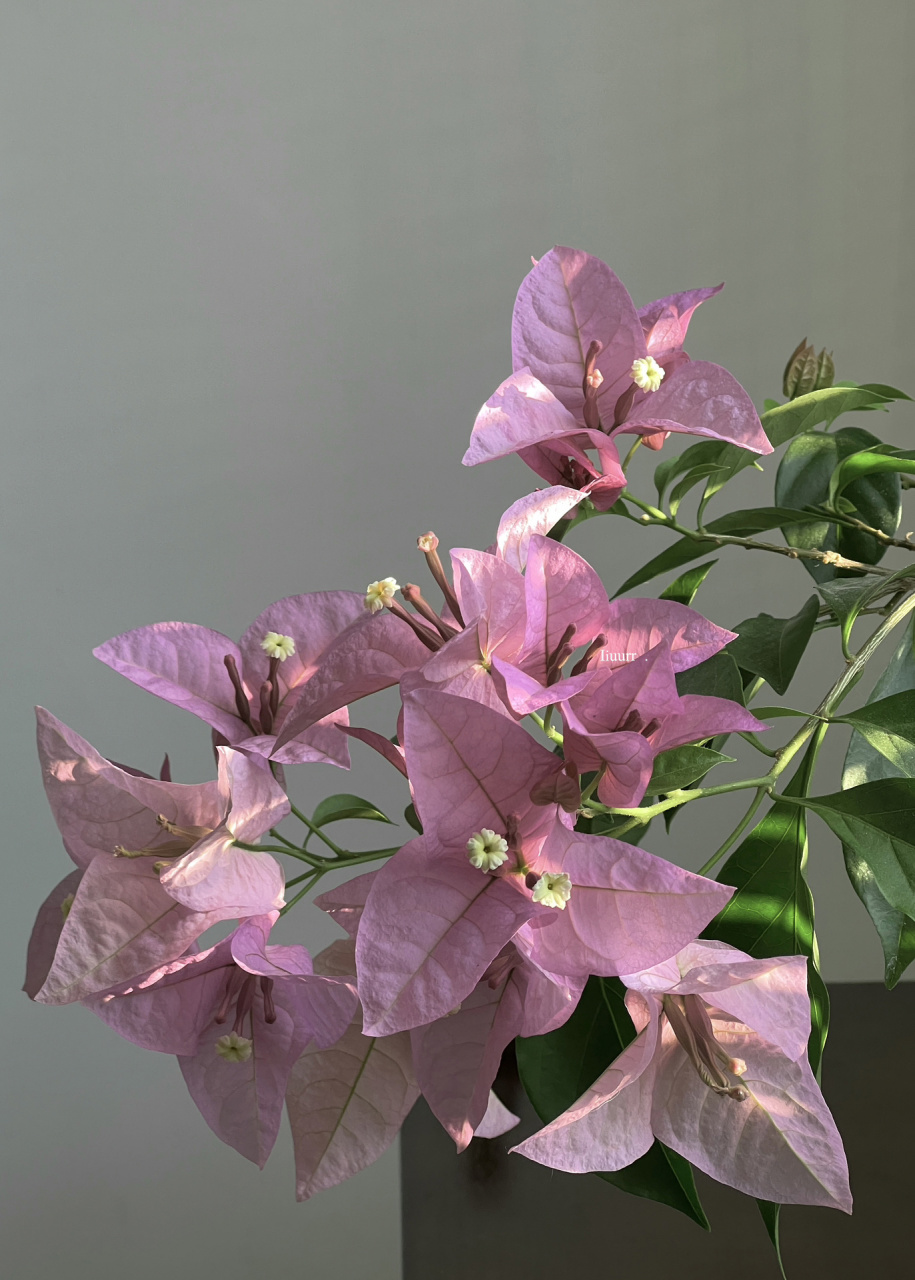 越开越大的新加坡宫粉 花朵是真的大,没有之一 比粉天使还要大一圈