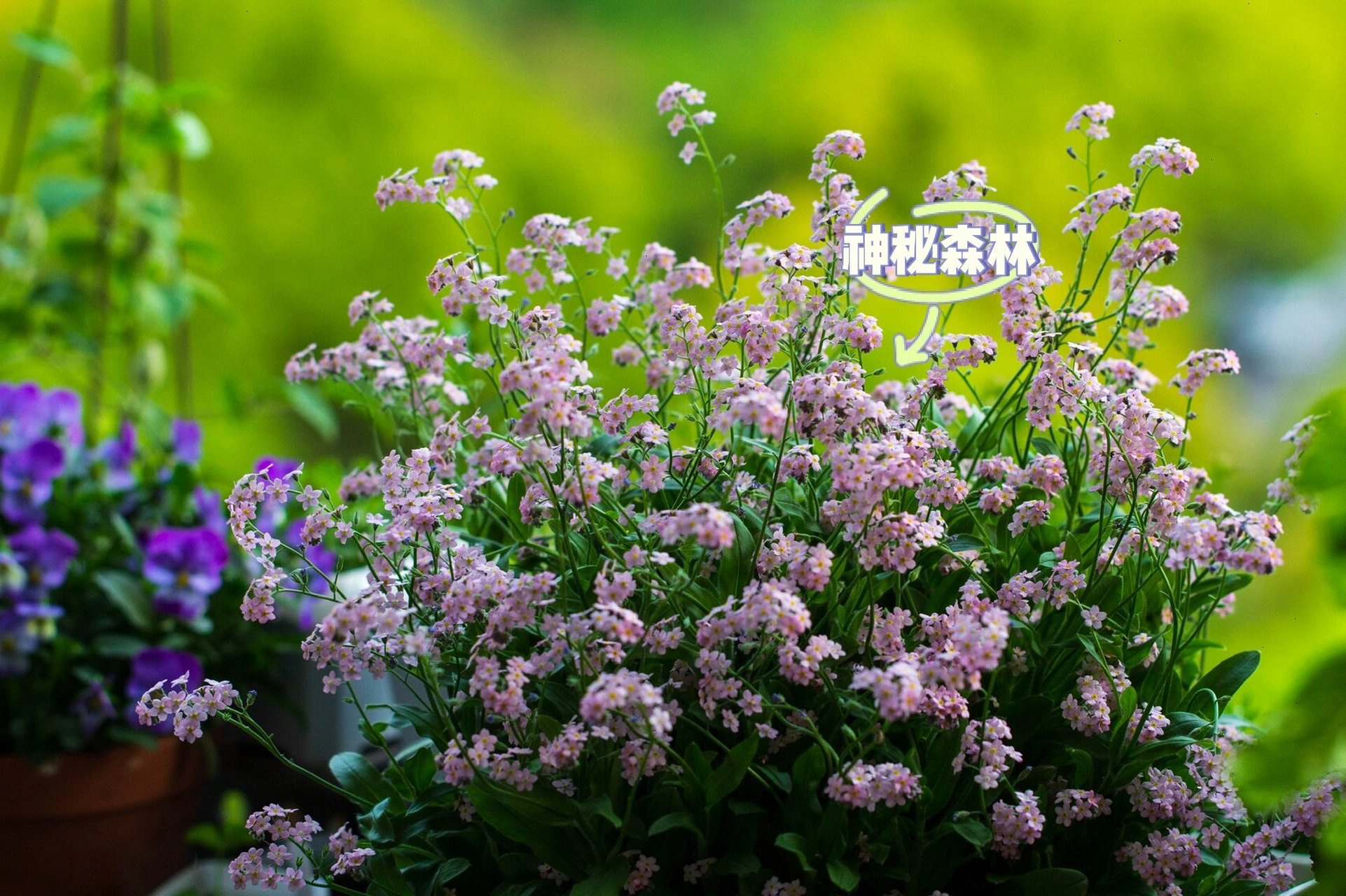 早春小可爱|你永远可以相信勿忘我的蓝97 勿忘我蓝的特别纯粹,不夹