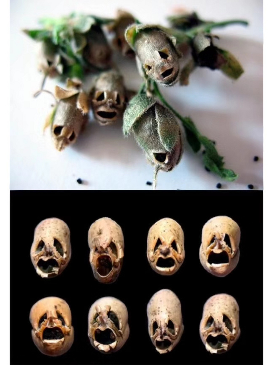 骷髅花 一种叫金鱼草的种子