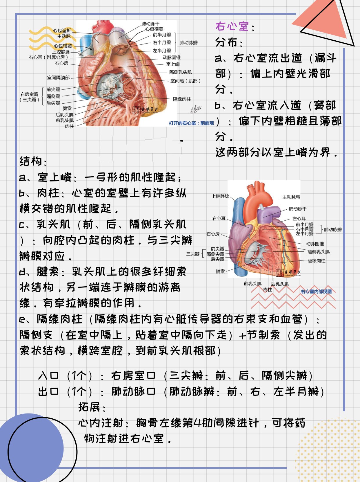 心脏半月瓣位置图片