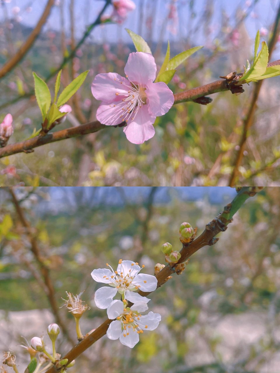 达濠巨峰寺桃花图片