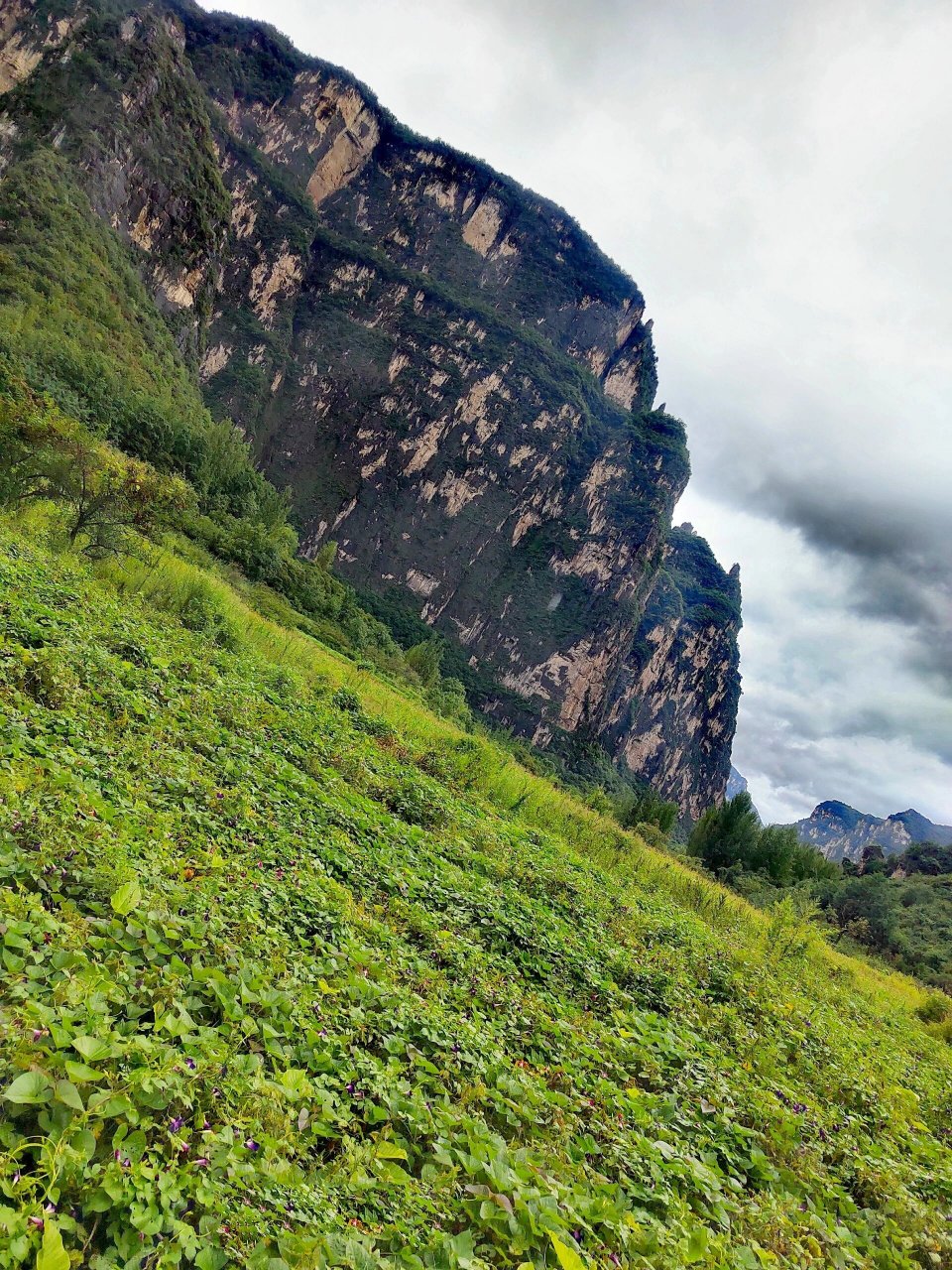 徒步|山西晋城陵川南太行红豆杉峡谷 红豆杉大峡谷地处太行山南部山西