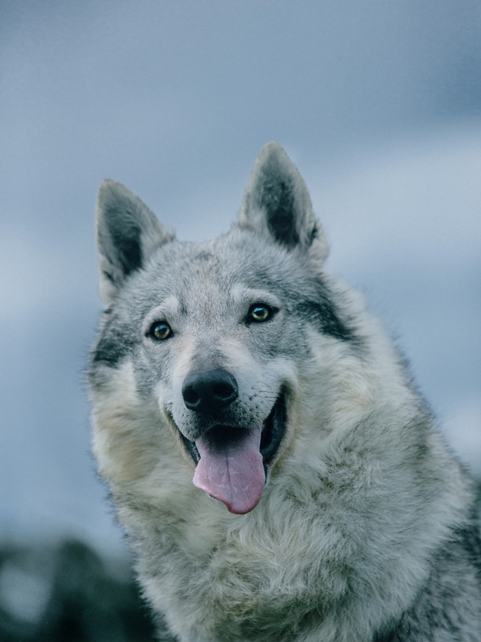都说国外的捷克狼犬帅,那看看国内的帅不帅