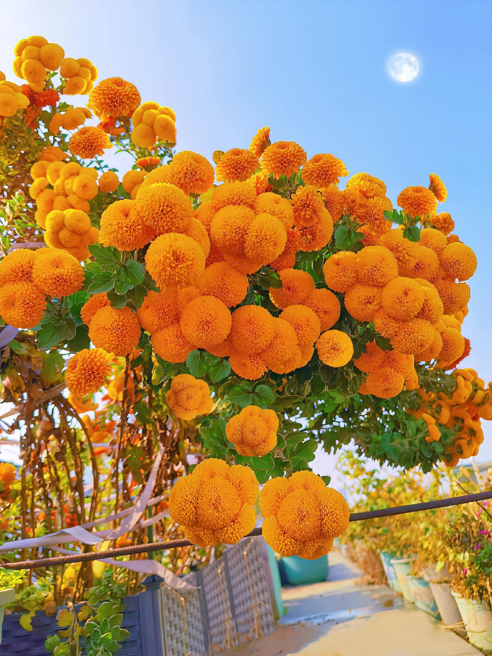 圆鼓鼓的乒乓菊,花期也很长也很好看 乒乓菊因外形