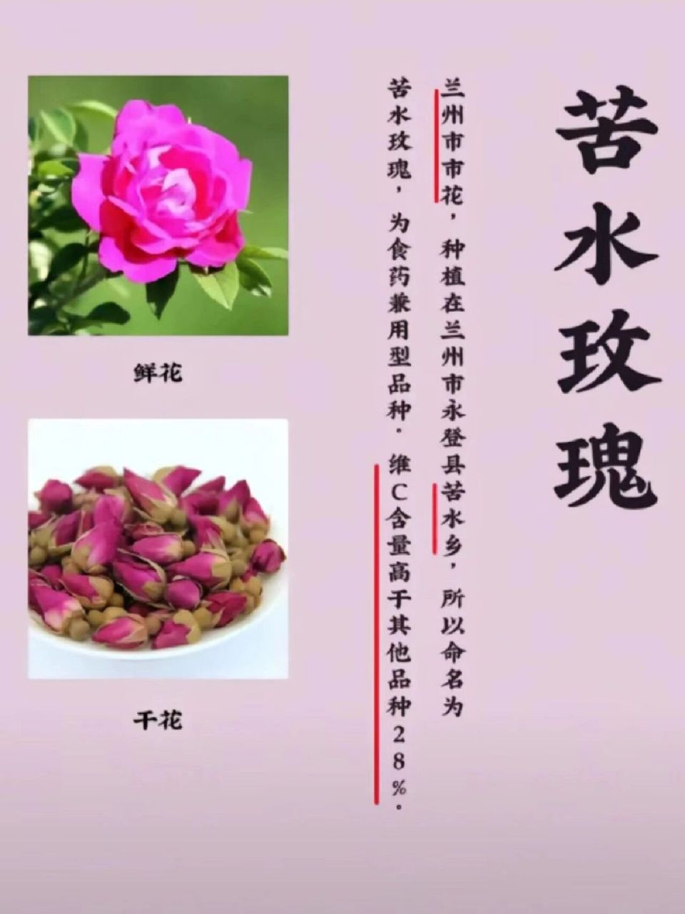 玫瑰花茶的功效与禁忌 功效: 玫瑰花茶能降火气,滋阴美容,调理血气