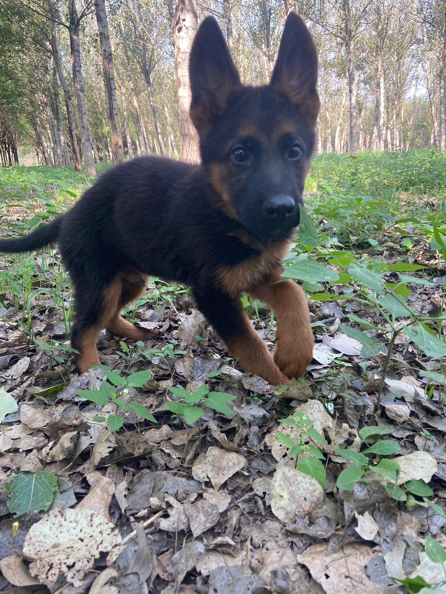 小德牧幼犬图片