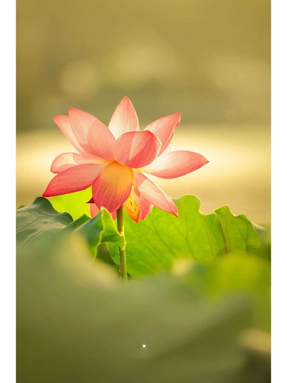 西湖清晨|早上六点暖阳下的治愈系荷花  清晨初升的太阳 照在开得正好