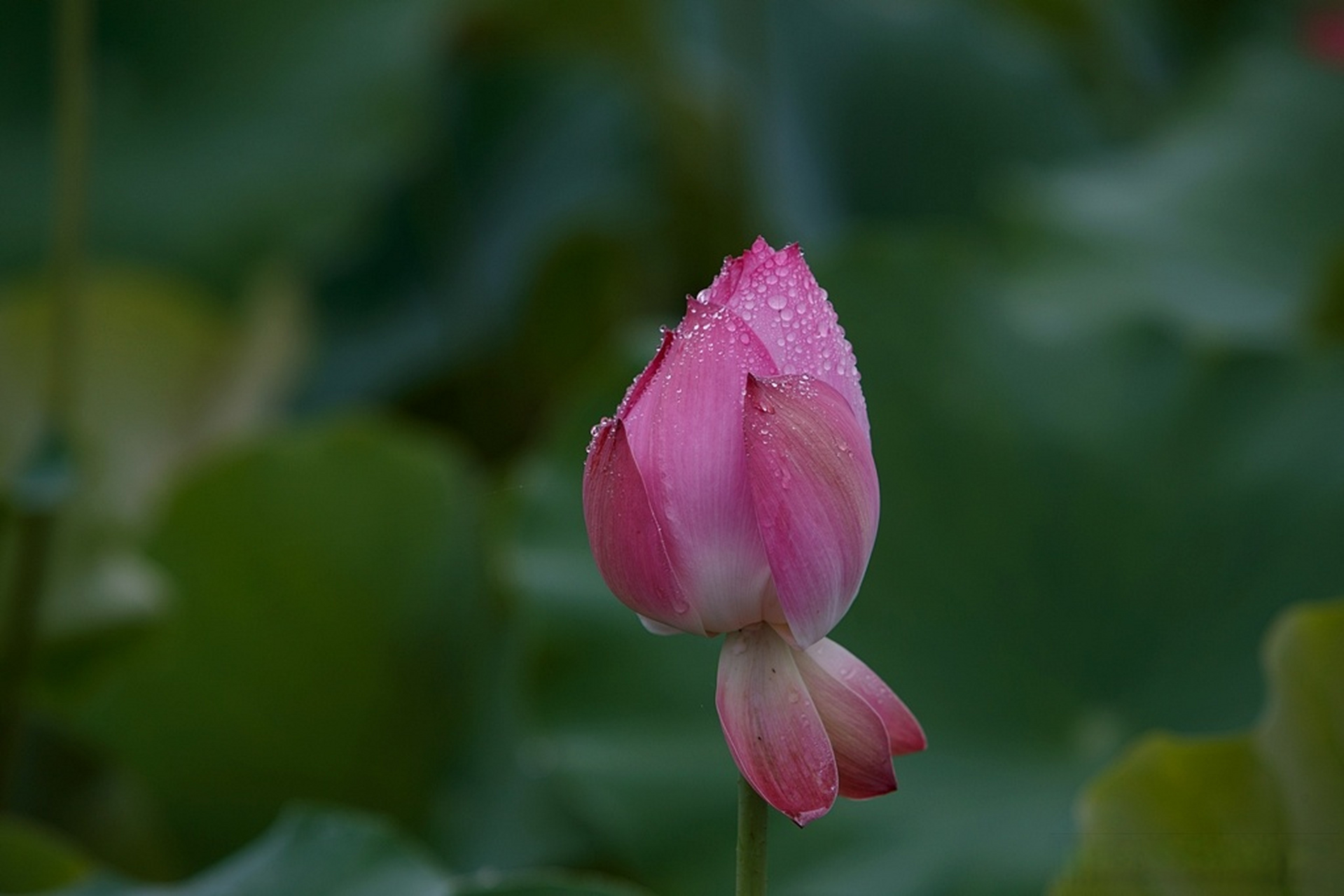 雨后荷花图片大全大图图片