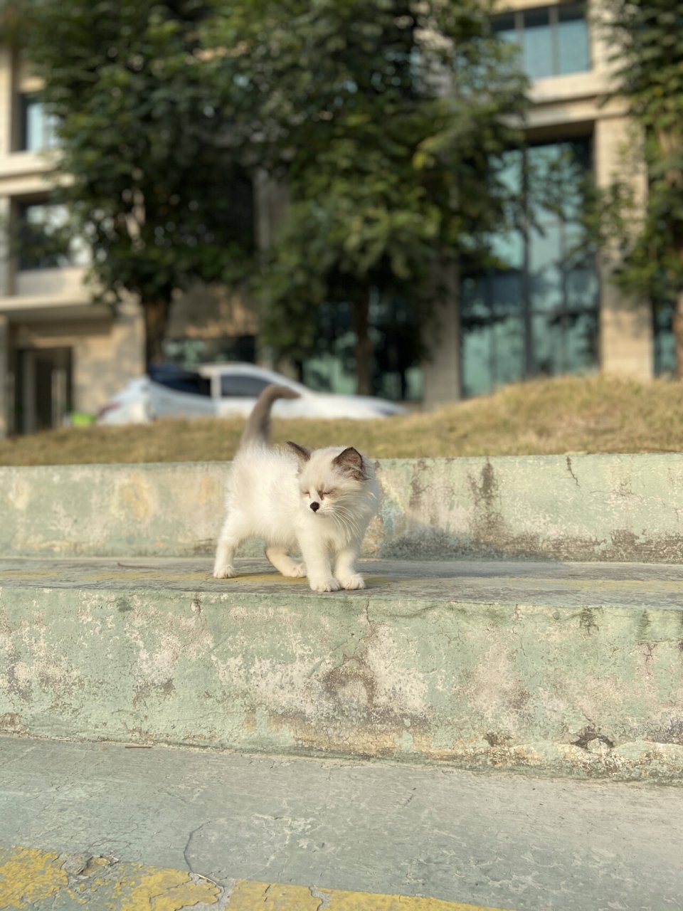 在闲鱼上500元买了一只黑鼻头的布偶猫,它原主人说因为鼻子黑黑的