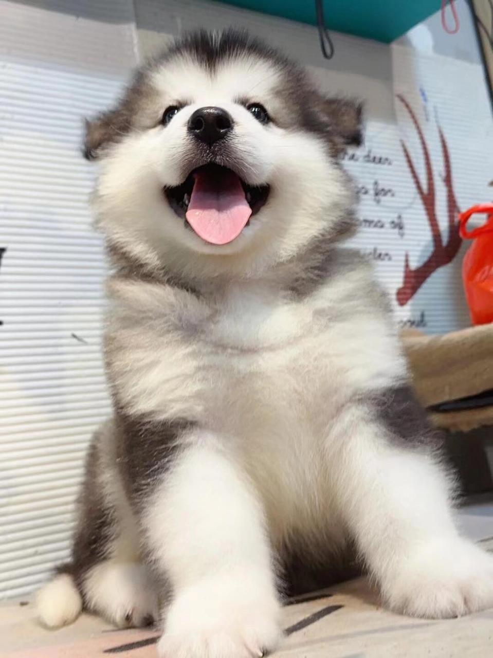 阿拉斯加 领养啦 领养啦 领养啦 领养啦 阿拉斯加幼犬,两个多月,已经