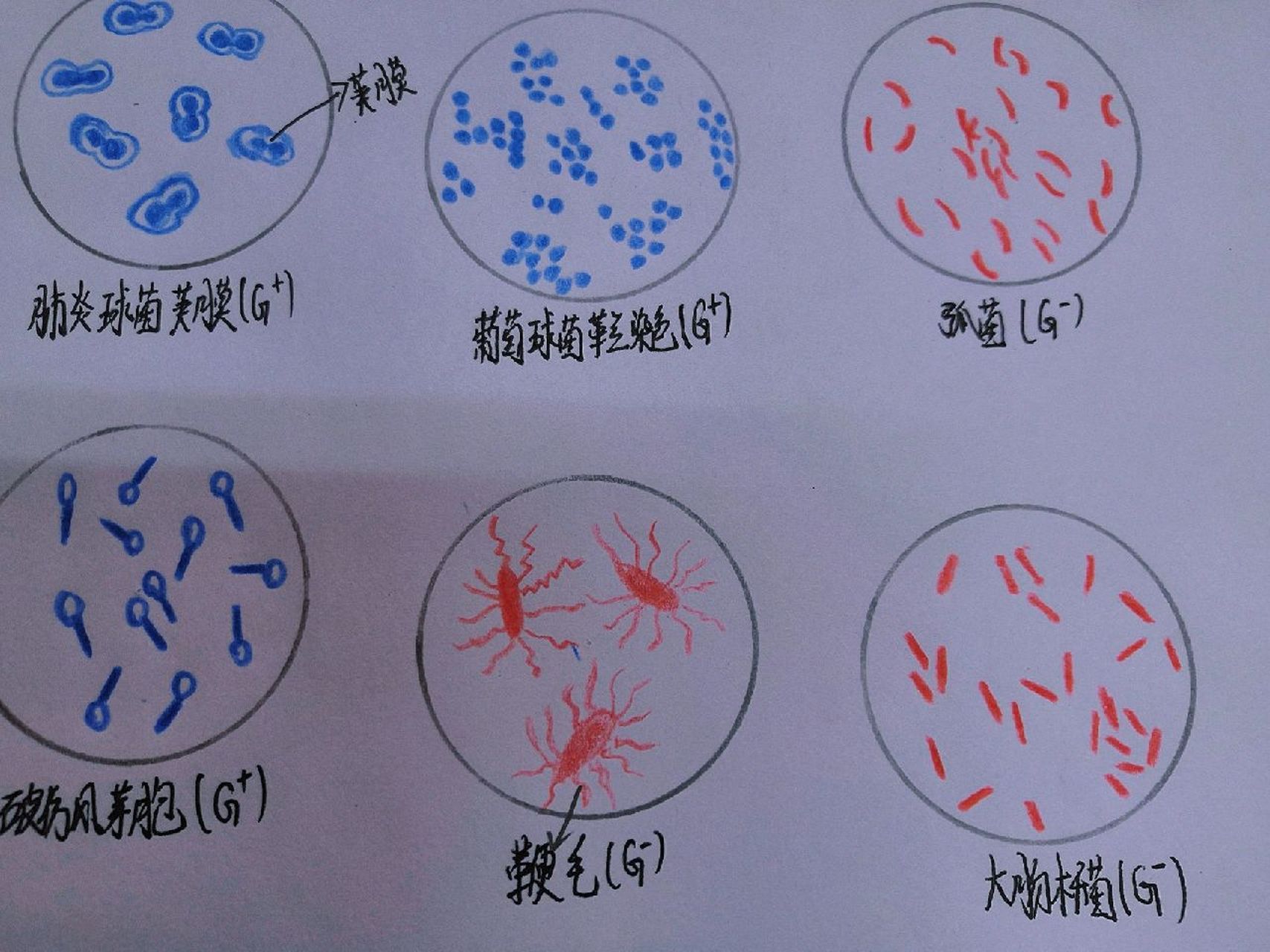 放线菌菌落手绘图图片