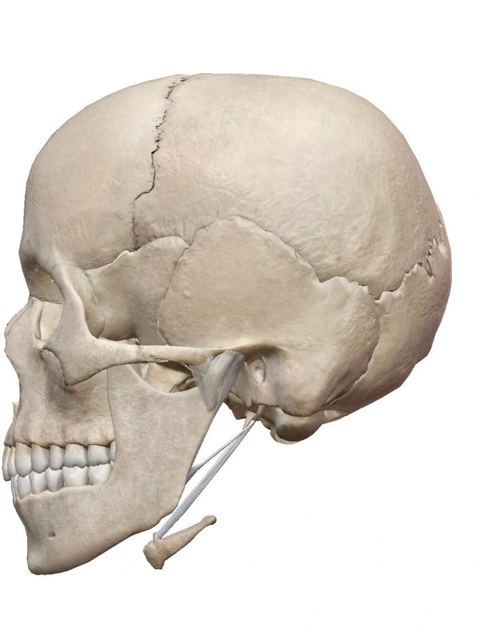 每日分享|头骨各角度素材