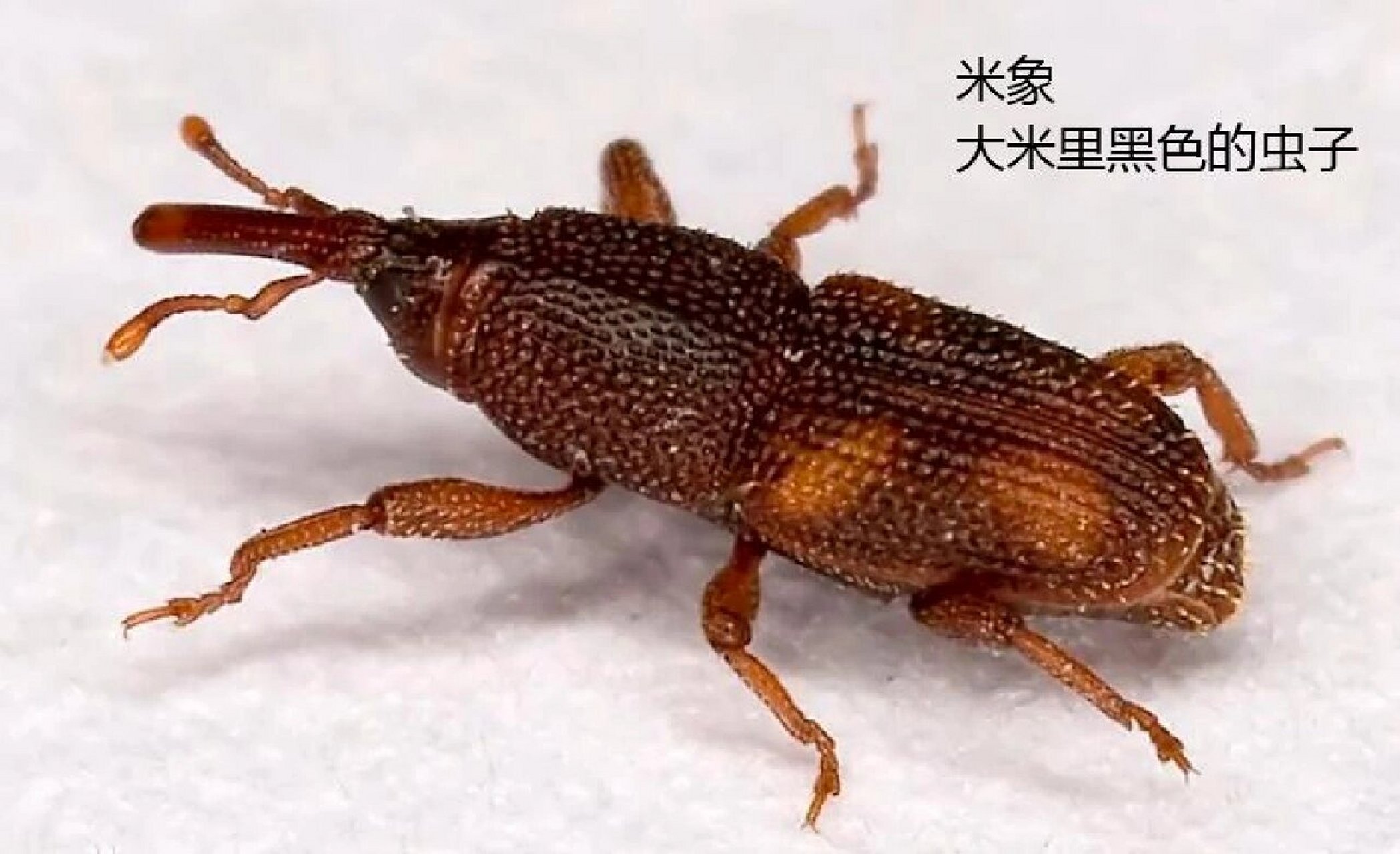 卧室里没有米却有类似米象一样的虫子,可能是因为家里比较潮湿,潮湿