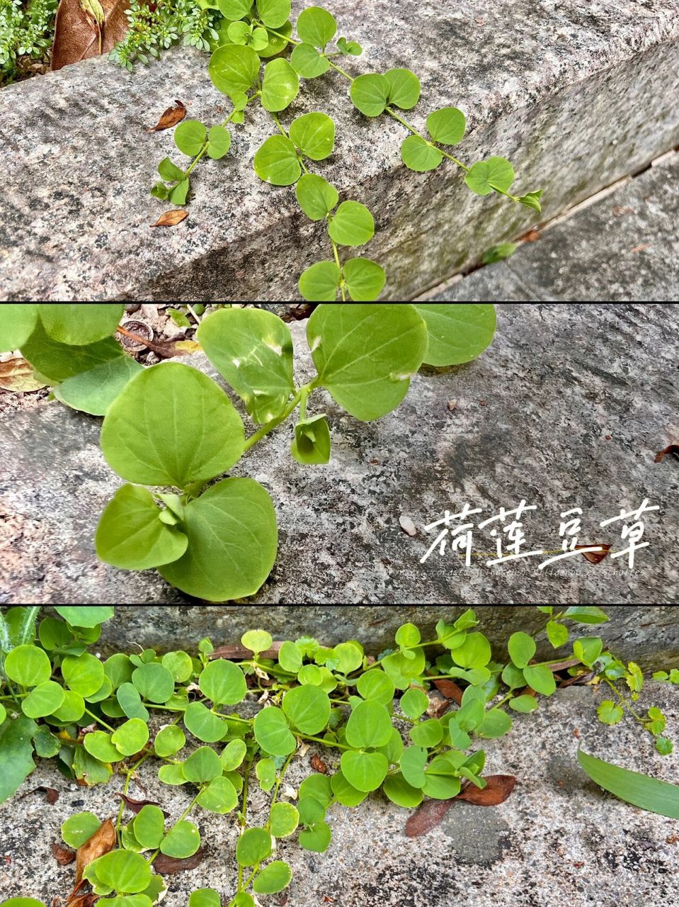 72: 荷莲豆草  荷莲豆草(drymaria cordata (linnaeus) willdenow ex