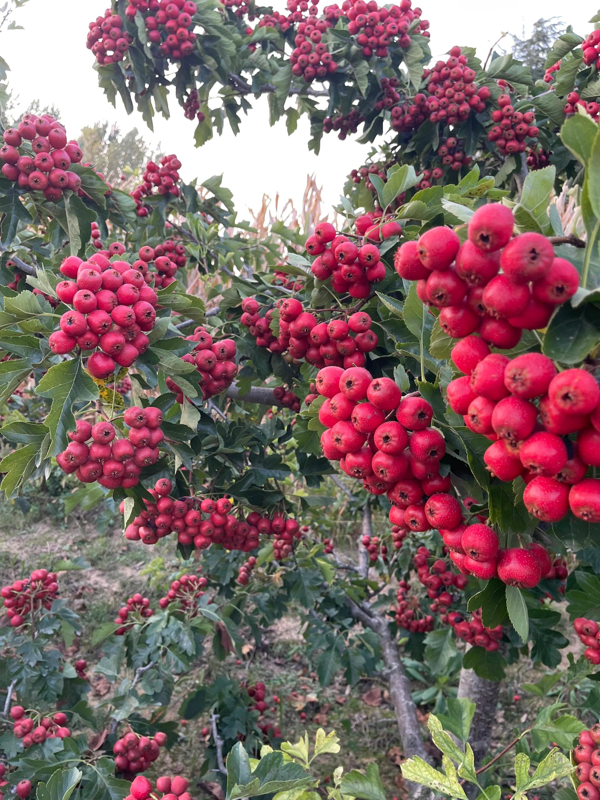 山楂树种植,品种多