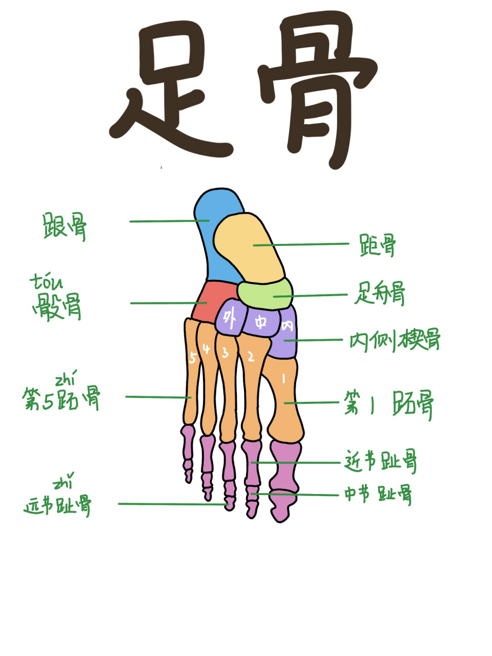 脚趾关节名称示意图图片