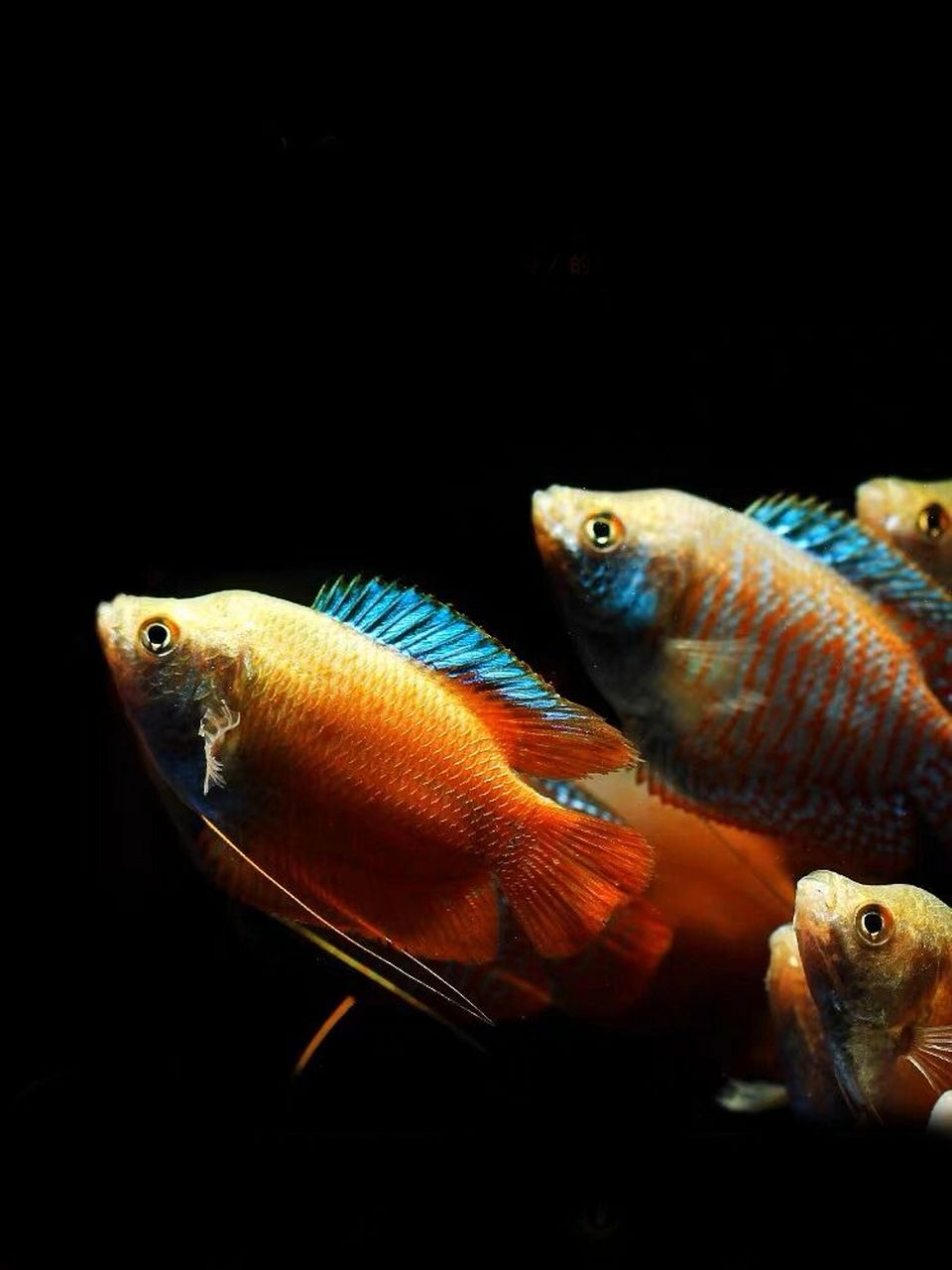 丽丽鱼-顽皮的胆小鬼 95名:丽丽鱼 别称:桃核鱼 丽丽鱼原产于亚洲的