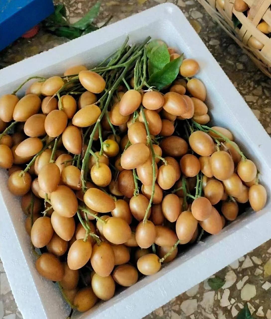 黄皮果品种之一《贵妃果》 黄皮果中上等品种,新晋网红果9799