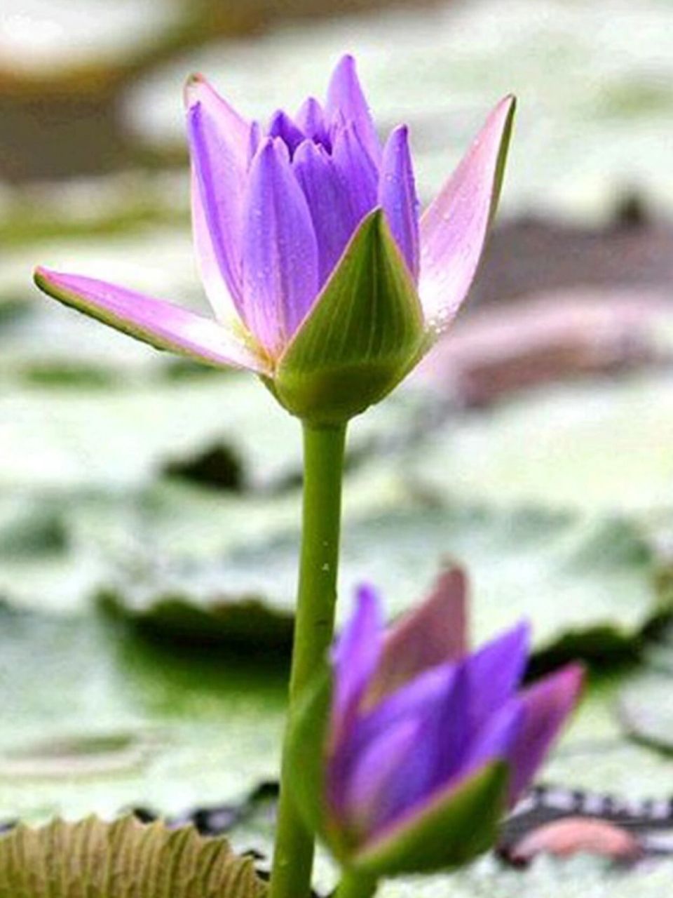 刘苏视觉美学93青莲 霁蓝 98青莲色,颜色的一种,是中国传统色彩中