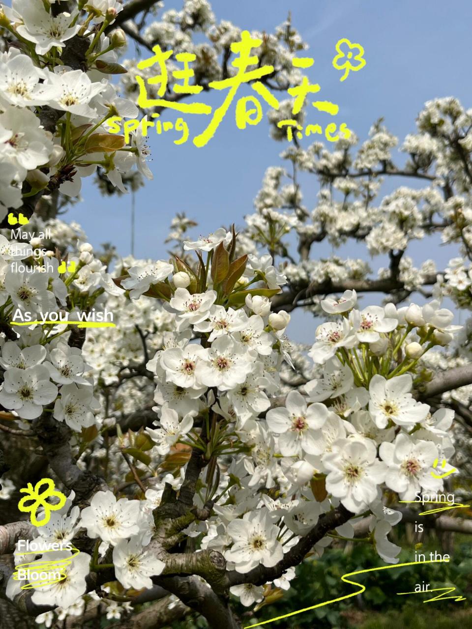 苏州树山梨花 苏州树山你们想走一条什么样的路?超级拥堵的那段吗?