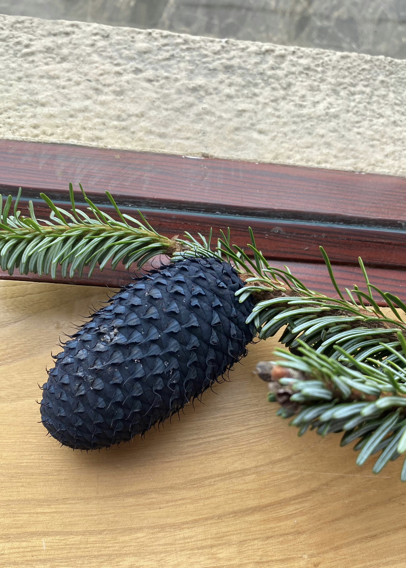 冷杉 深深深蓝色的松果 一种奇妙又神秘的感觉 冷杉的寓意是有顽强