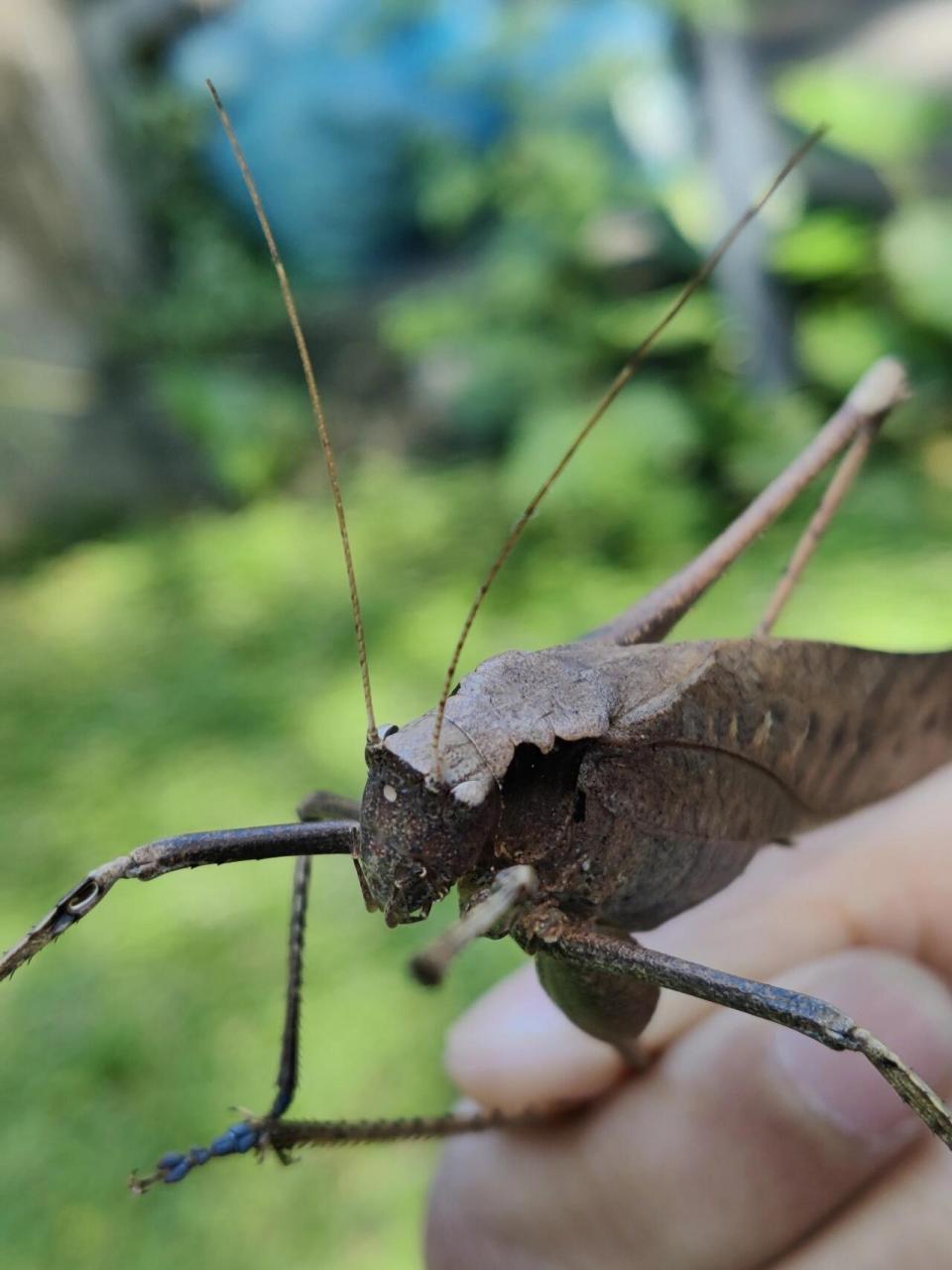 90 看这土蚂蚱图片,它们身穿绿色战袍,威风凛凛,仿佛是大自然的