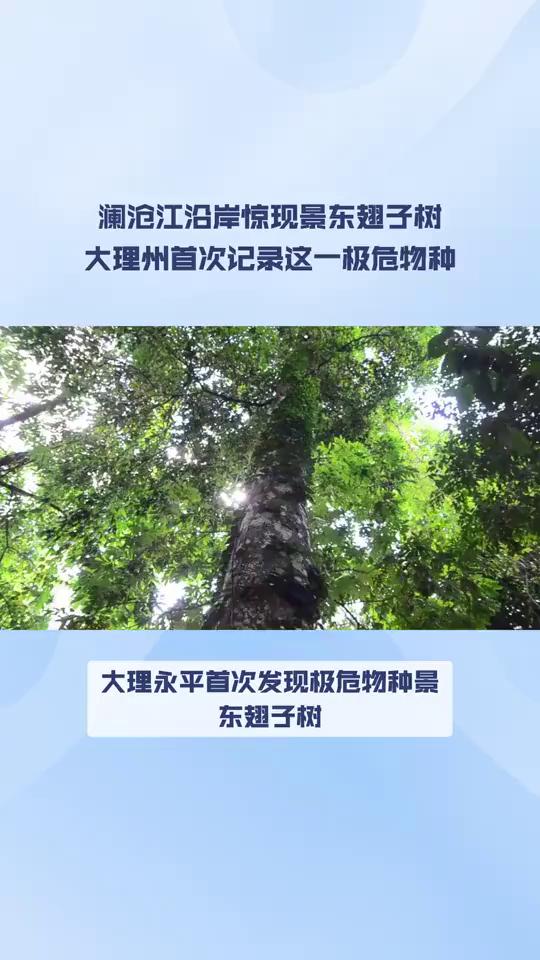 近日,云南省林业调查规划院大理分院联合永平金光寺省级自然保护区