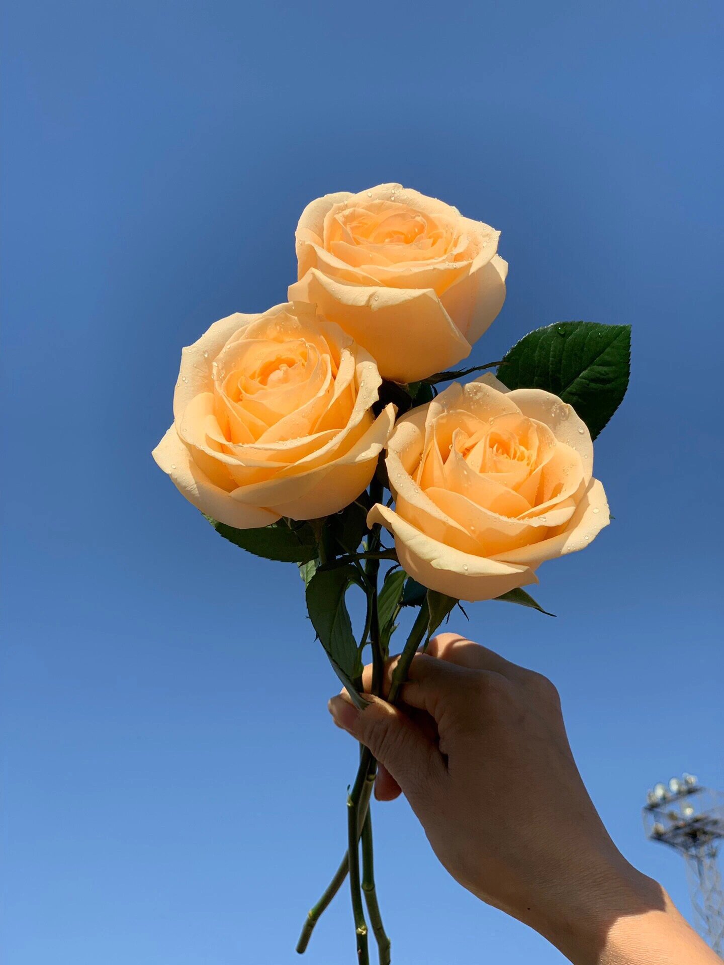 每天认识一种花---香槟玫瑰