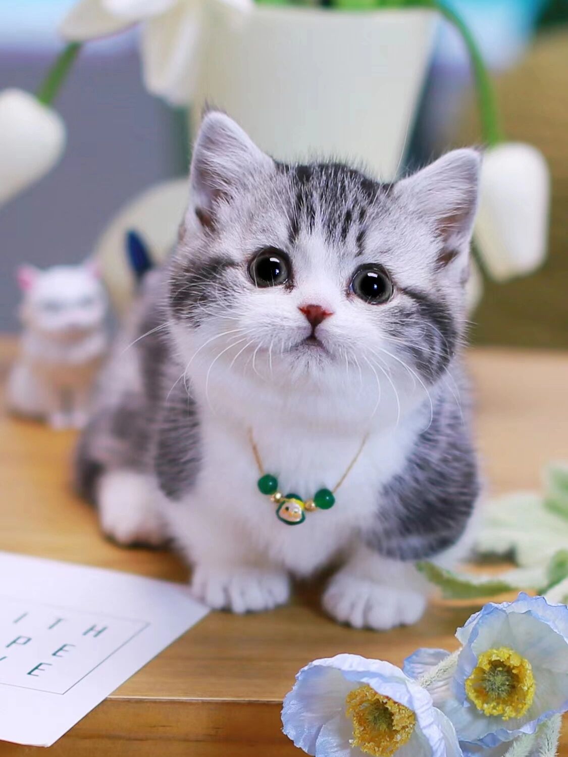 起司矮脚猫 曼基康短腿猫 杭州猫舍 曼基康起司矮脚妹妹～ 哇咔咔这只