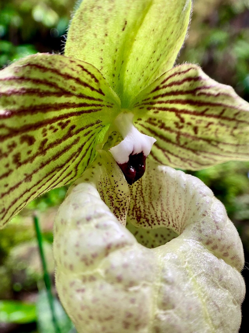 自然笔记|麻栗坡兜兰91 兰科 兜兰属植物 亭亭而立 别致可爱的小