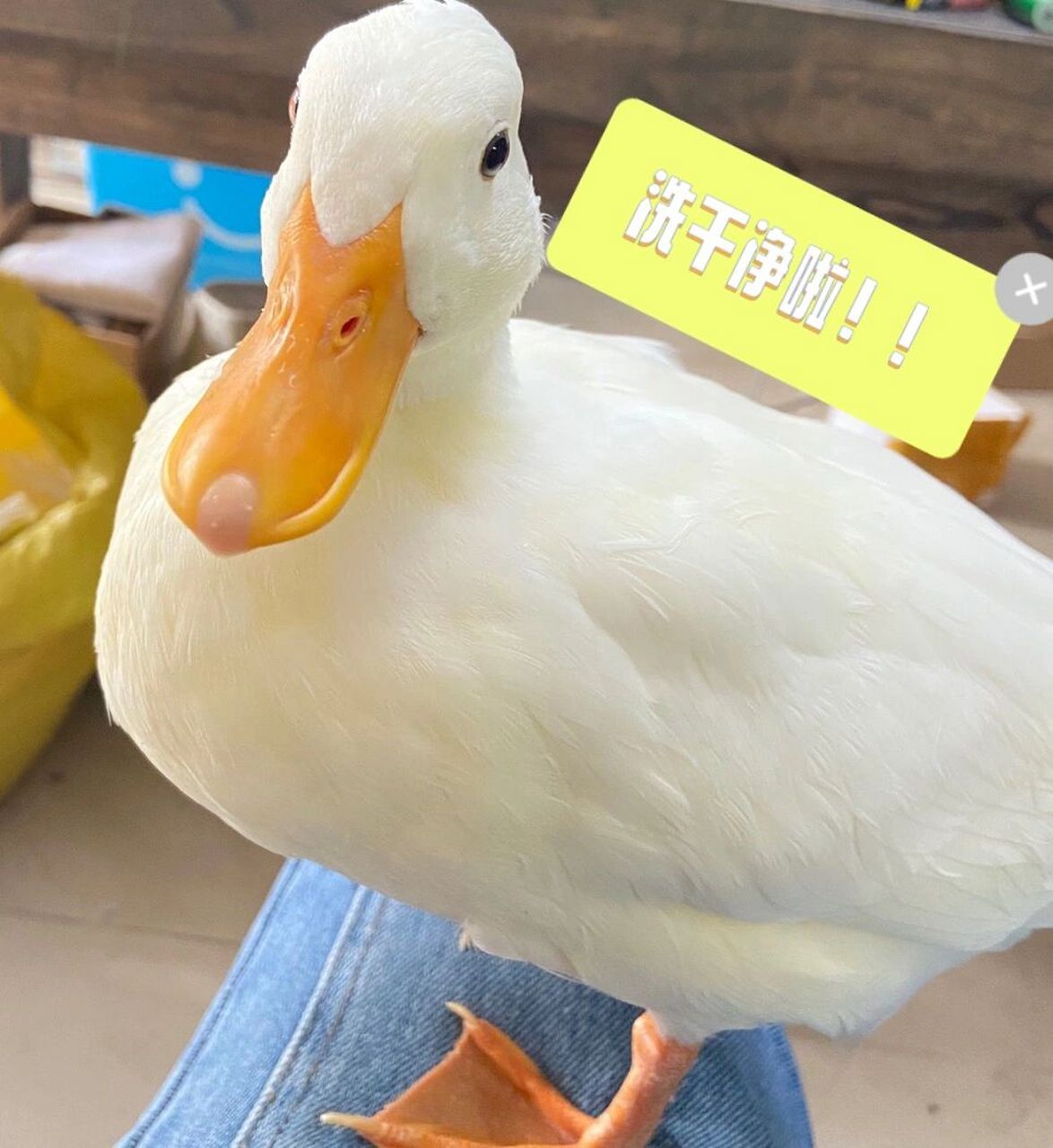 你永远不知道你的鸭子会吃什么东西 一低头看见王富贵的嘴巴颜色有点