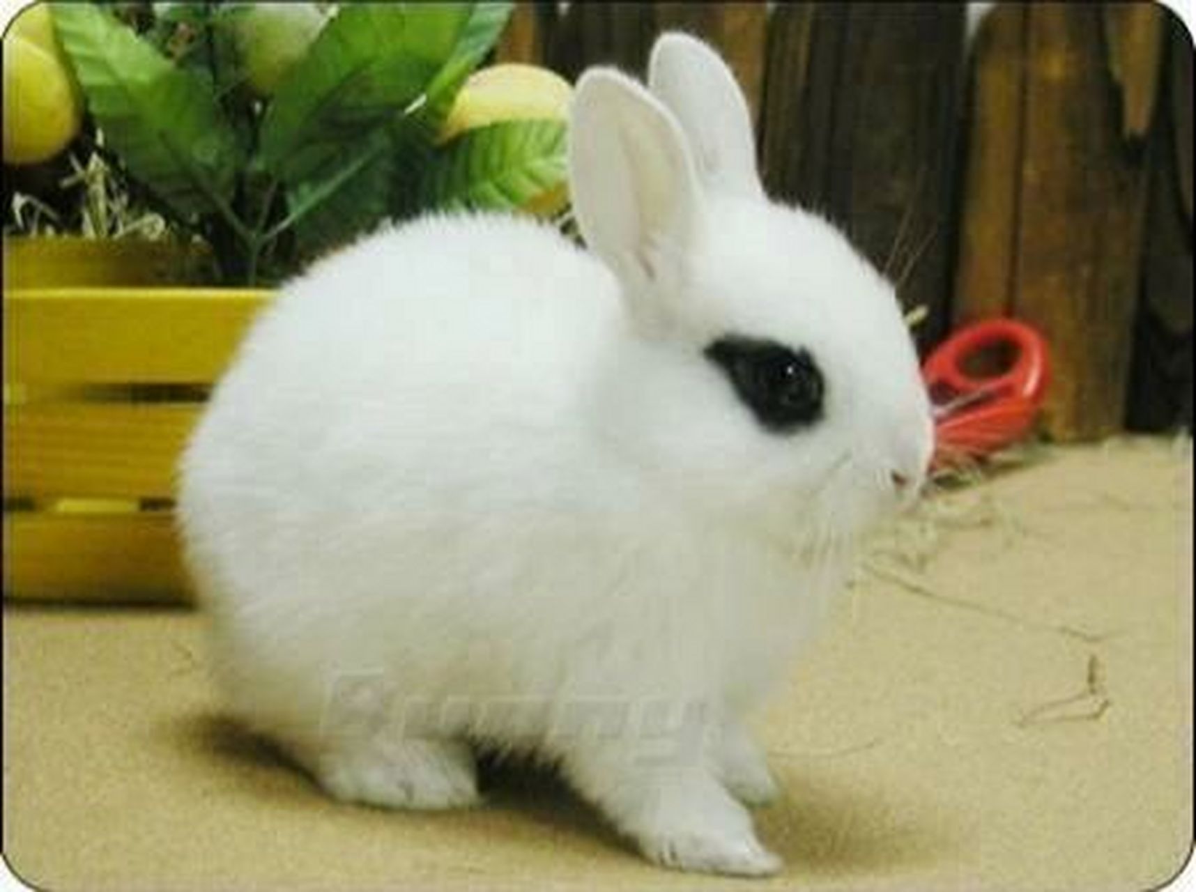 宠物兔品种介绍-海棠兔(一) 96海棠兔俗称荷达特兔 ,熊猫兔,原产于