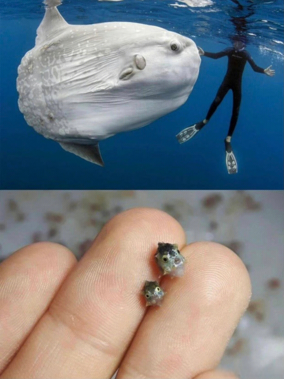 成年翻车鱼与婴儿翻车鱼的对比   .