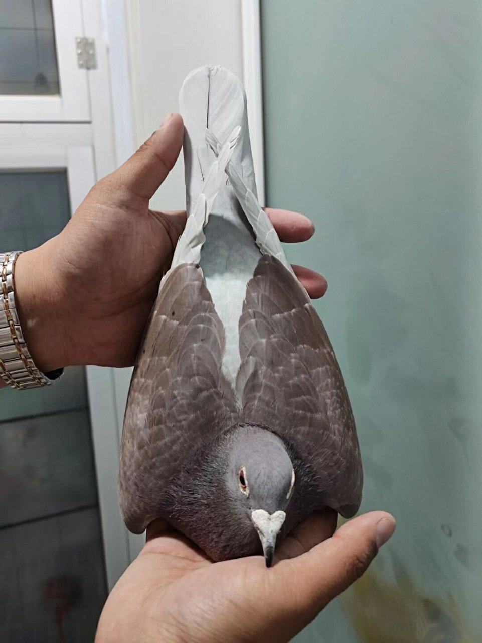 红绛溪翁种鸽赛鸽图片图片