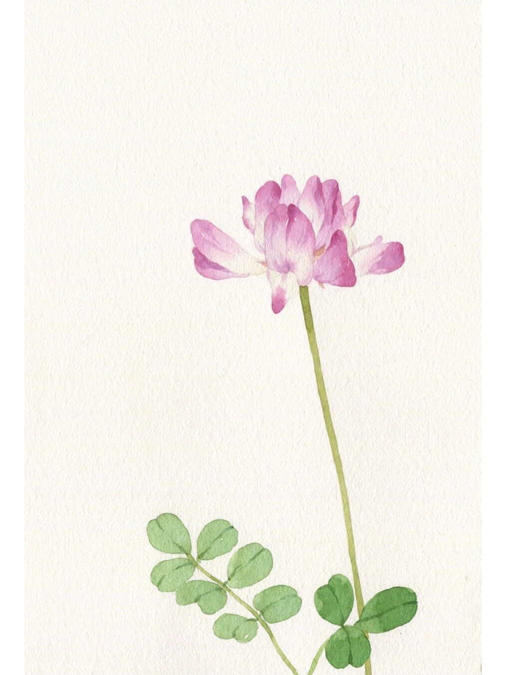 水彩手绘|野花集 紫云英