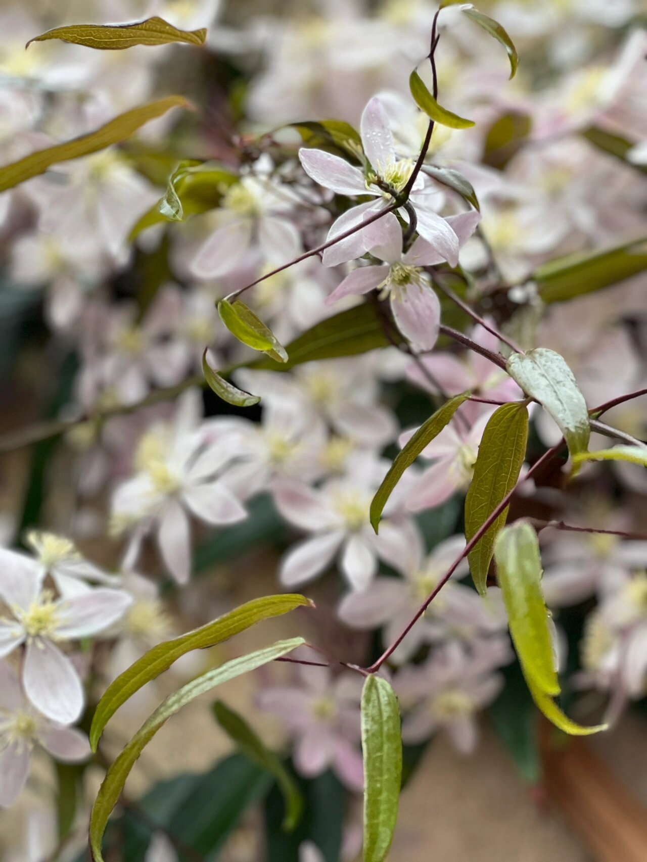 铁线莲苹果花 铁线莲苹果花买过来小苗有一年半,今年第一次开花,也是