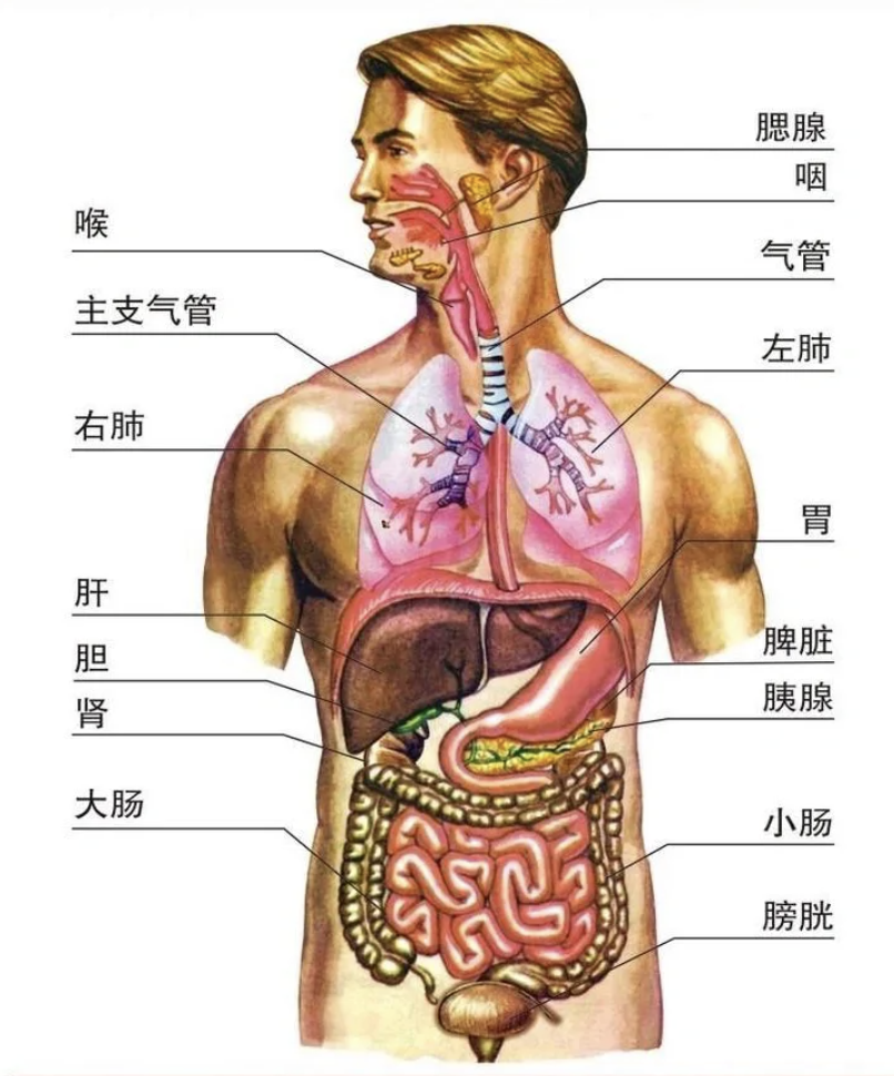 胃的右下方主要有肝脏和胆囊这两个器官