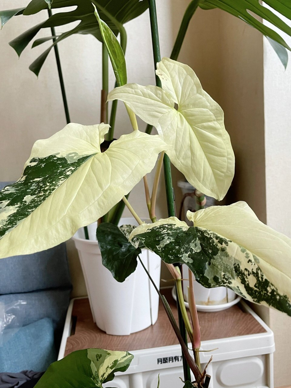 白锦合果芋 白锦合果芋真的是非常好养的锦化植物,去年买的小苗养大到