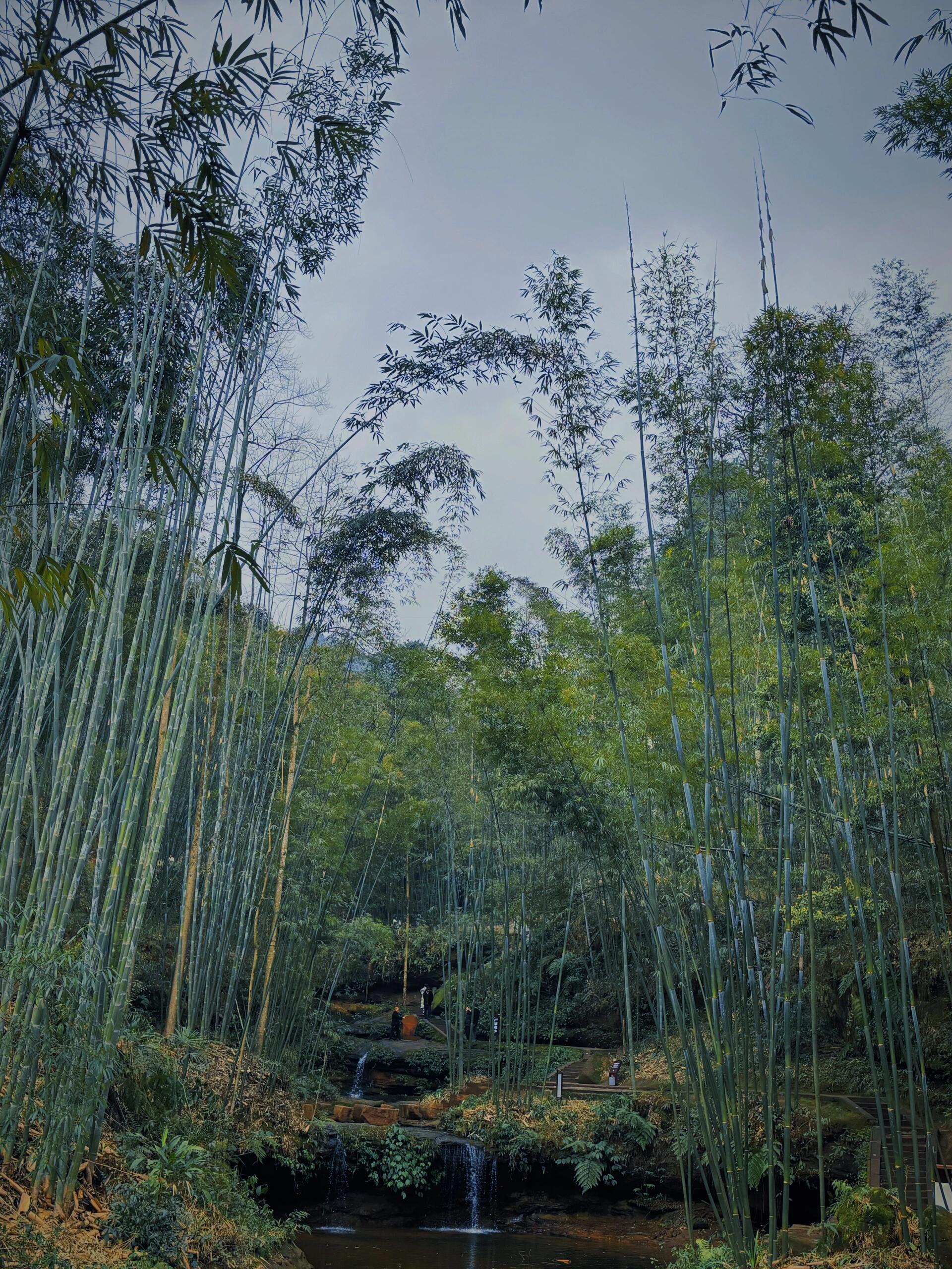 宜宾蜀南竹海 蜀南竹海位于宜宾市长宁县竹海镇,4a级景区,景区里竹子