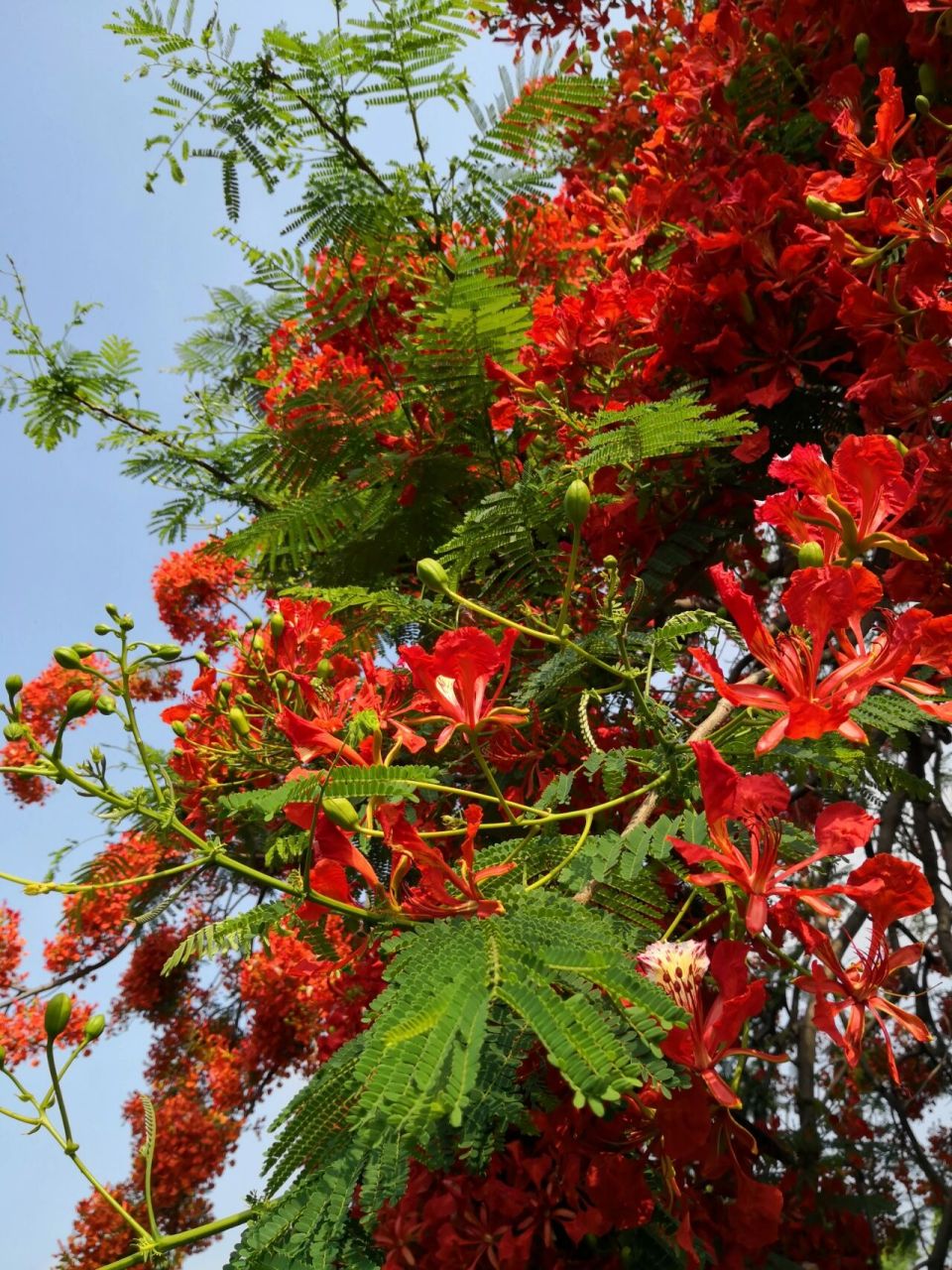 喜欢94,欣赏94-"红花楹"凤凰木 凤凰木 又名红花楹,豆科凤凰木属