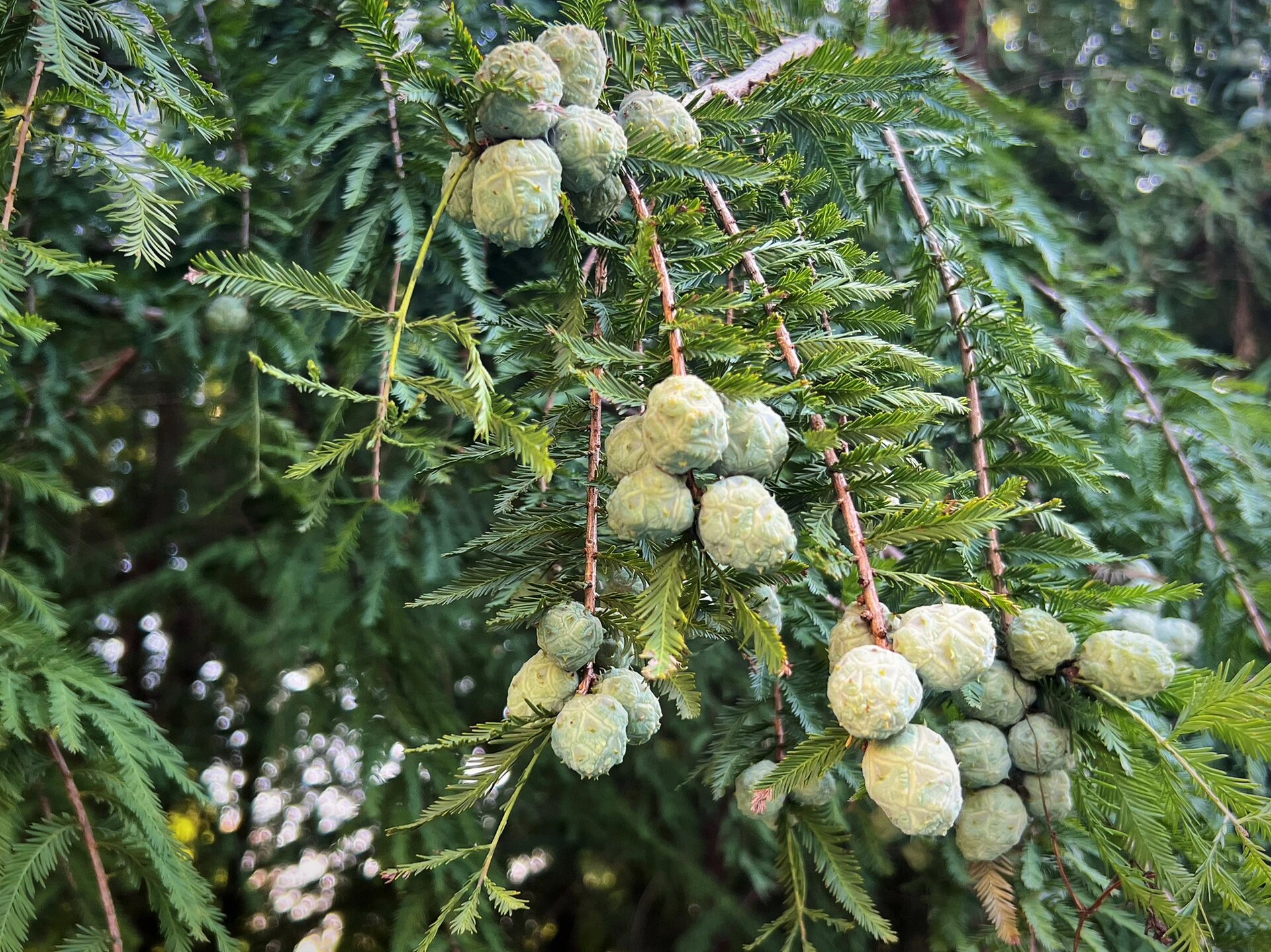 墨西哥落羽杉 满树的小果子