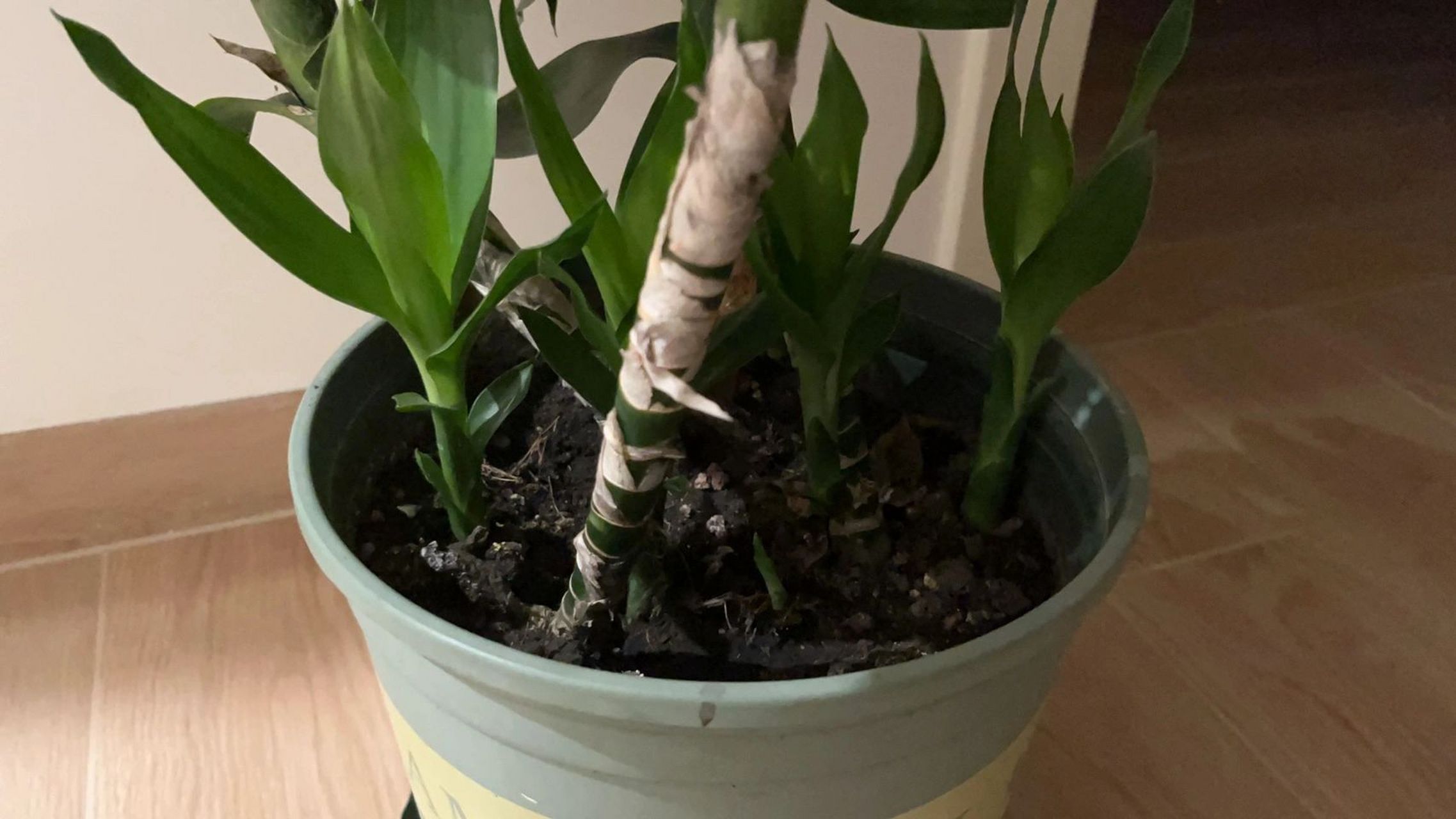 土培富贵竹,养爆棚了 三根富贵竹人是2020年在老家五块钱四根买的