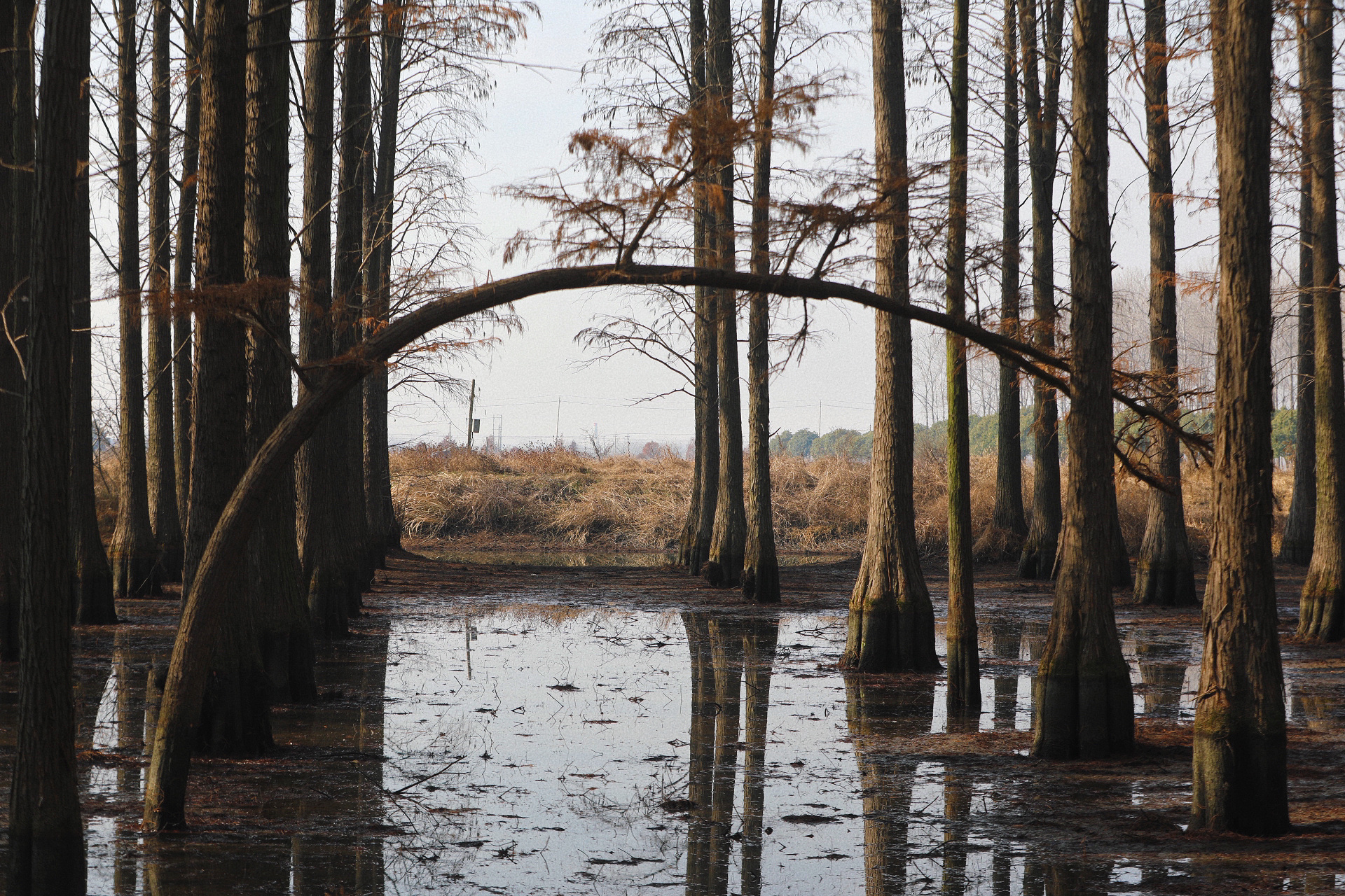 十二月份的扬州渌洋湖湿地公园 夏天的扬州渌洋湖湿地公园满眼都是