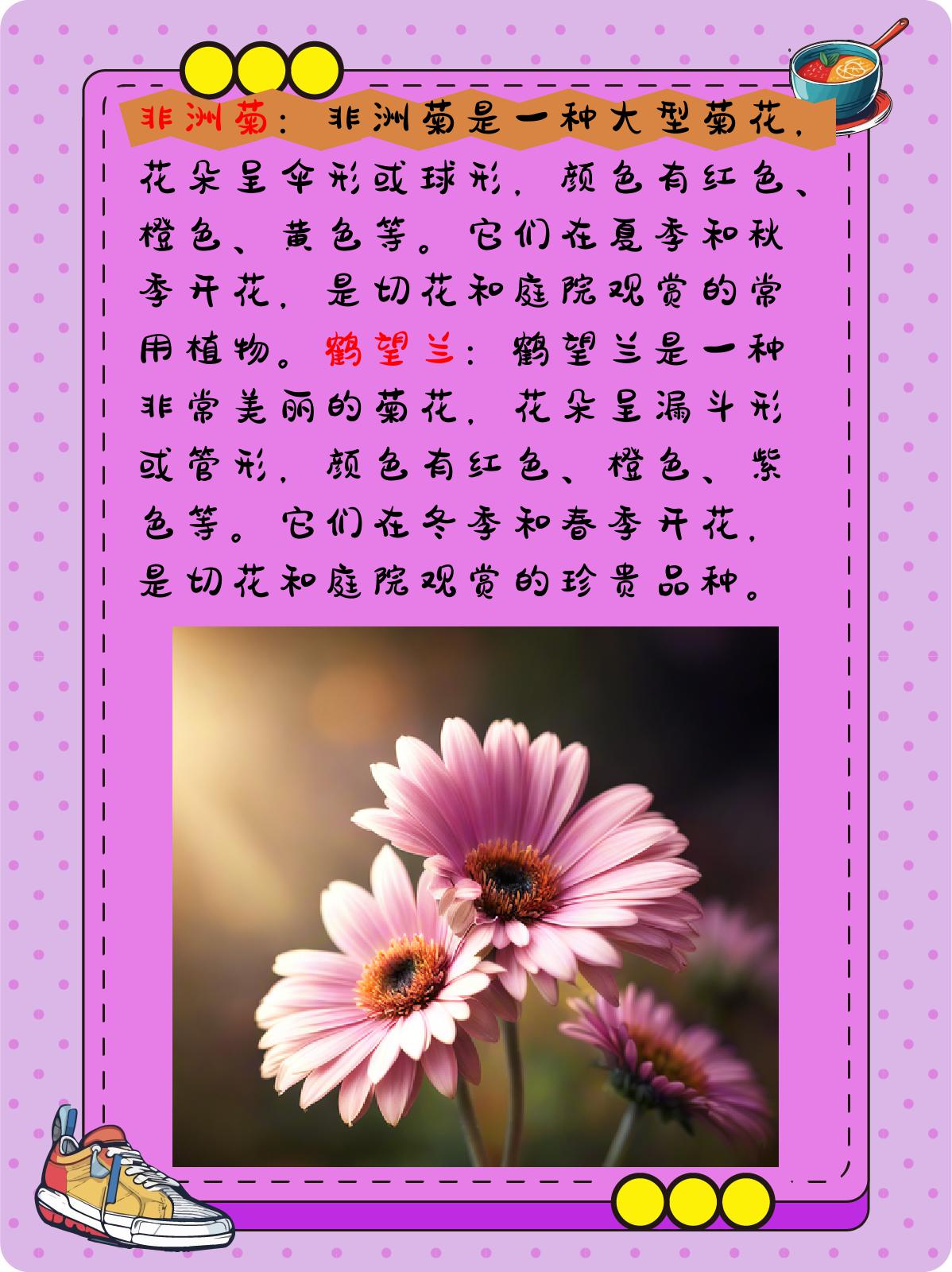 菊花种类名称及图片