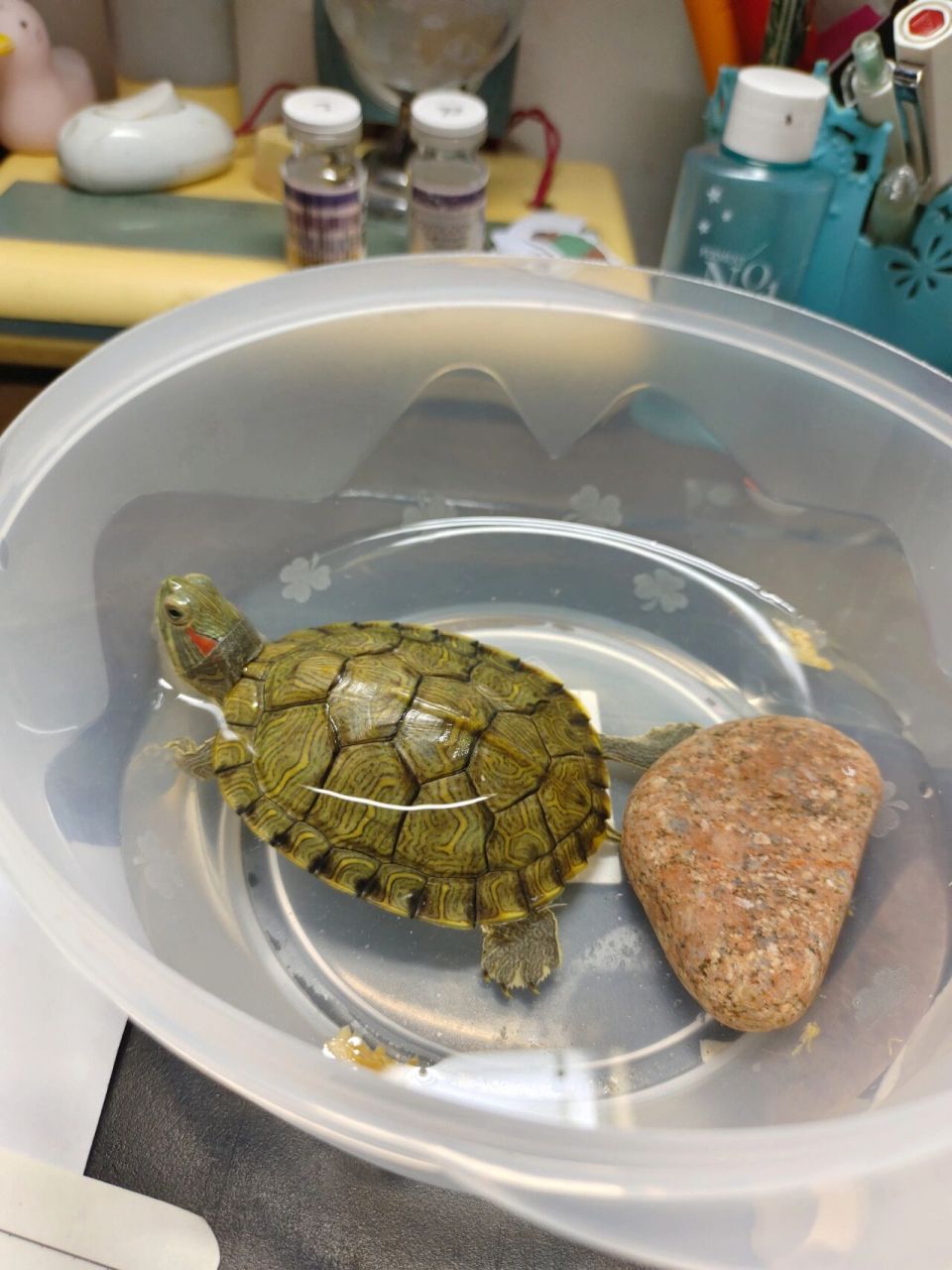 巴西龟年龄 刚入手一只巴西龟! 想问问龟龄大概多少啊?