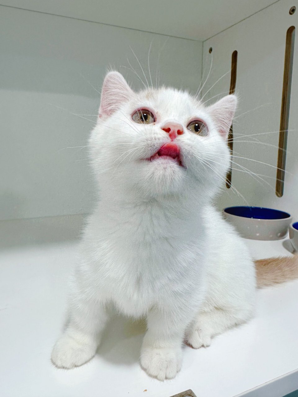 乳白曼基康矮脚猫甜甜小可爱 2个半月 一针疫苗 现在家里就2只乳白