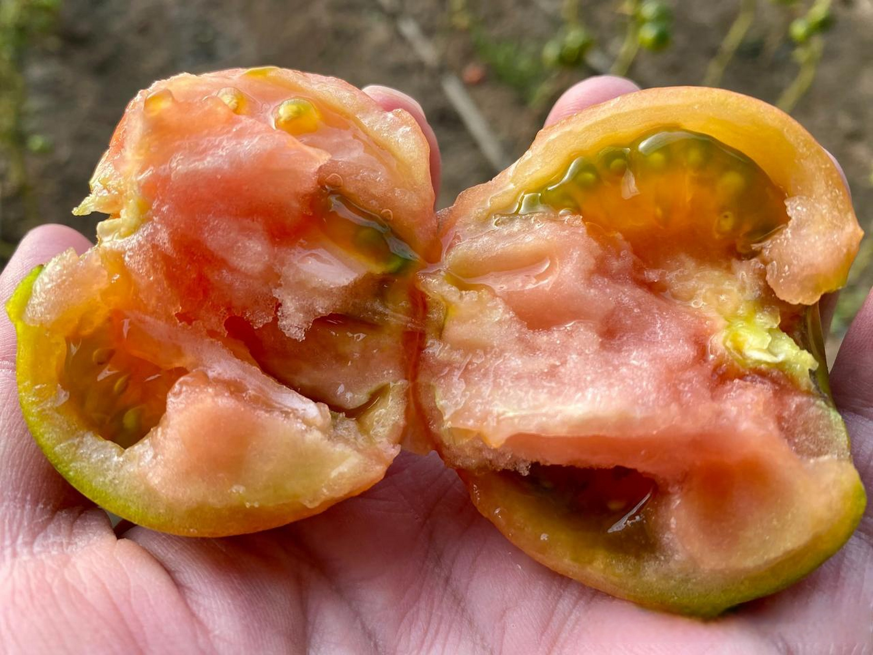 这种水果西红柿-学名纪香嘎啦果,真是西红柿味儿十足,尤其是头茬柿子