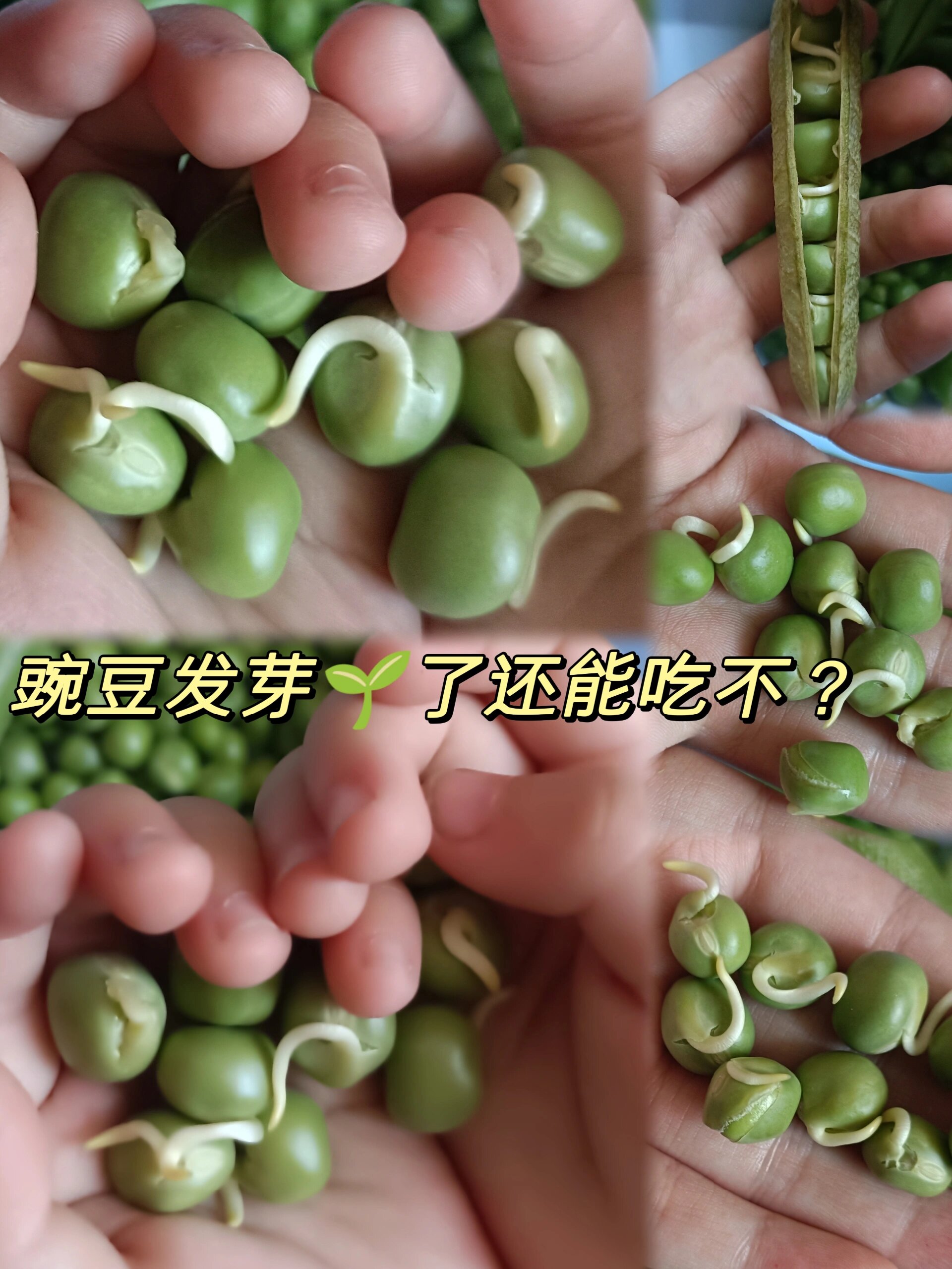 豌豆发芽了还能吃不?百度说,不能吃,那为什么豆芽又可以呢?