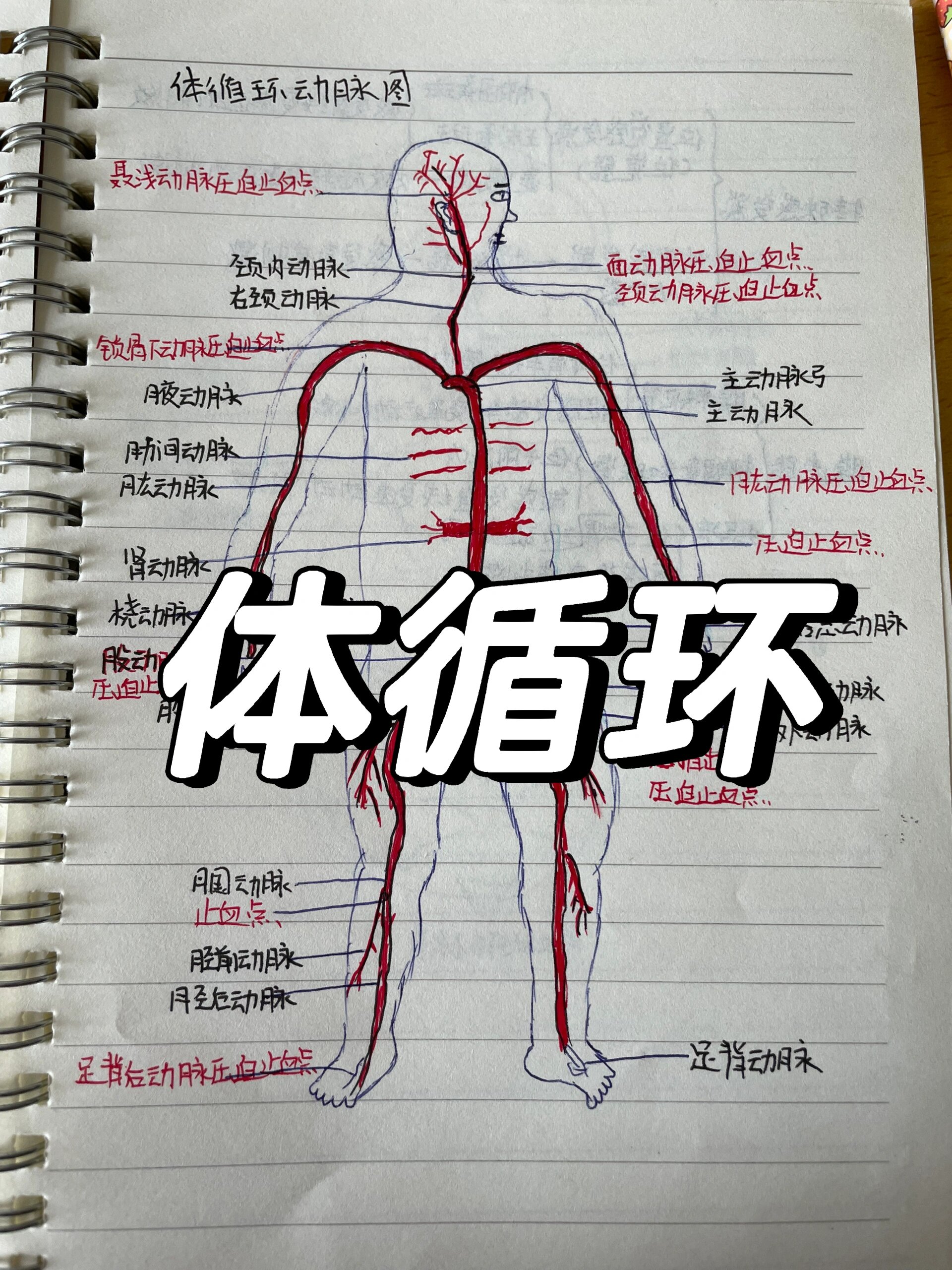 体循环绘图